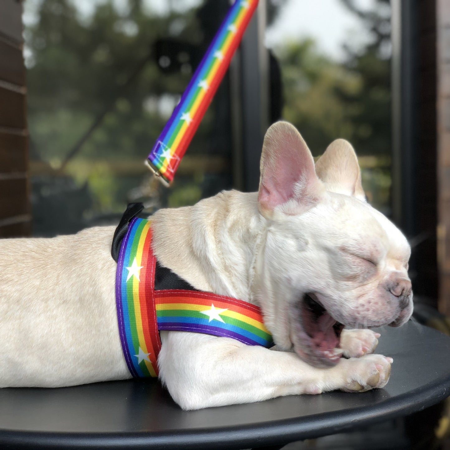 Rainbow dog leash and harness