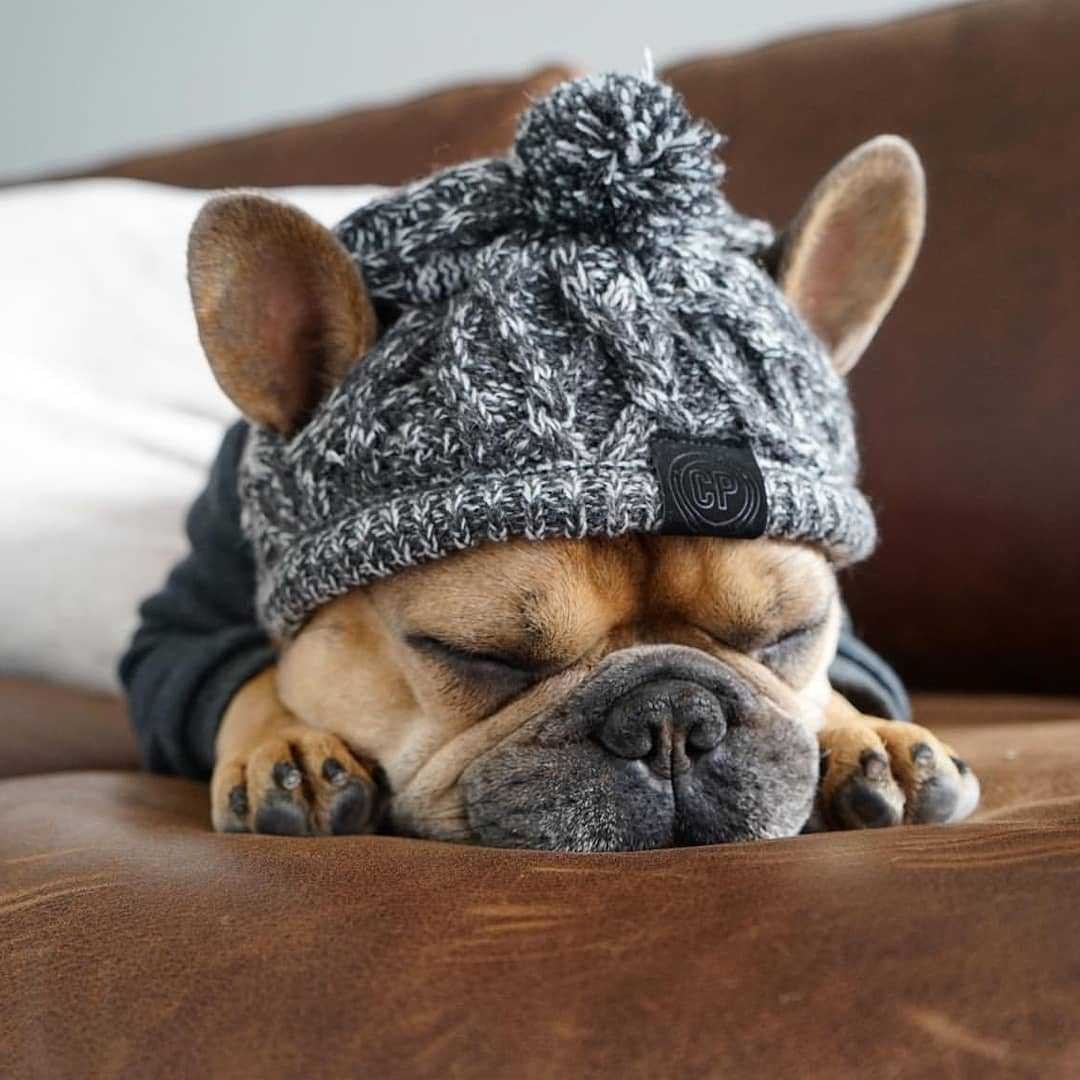 Pom Pom Winter Dog Toque