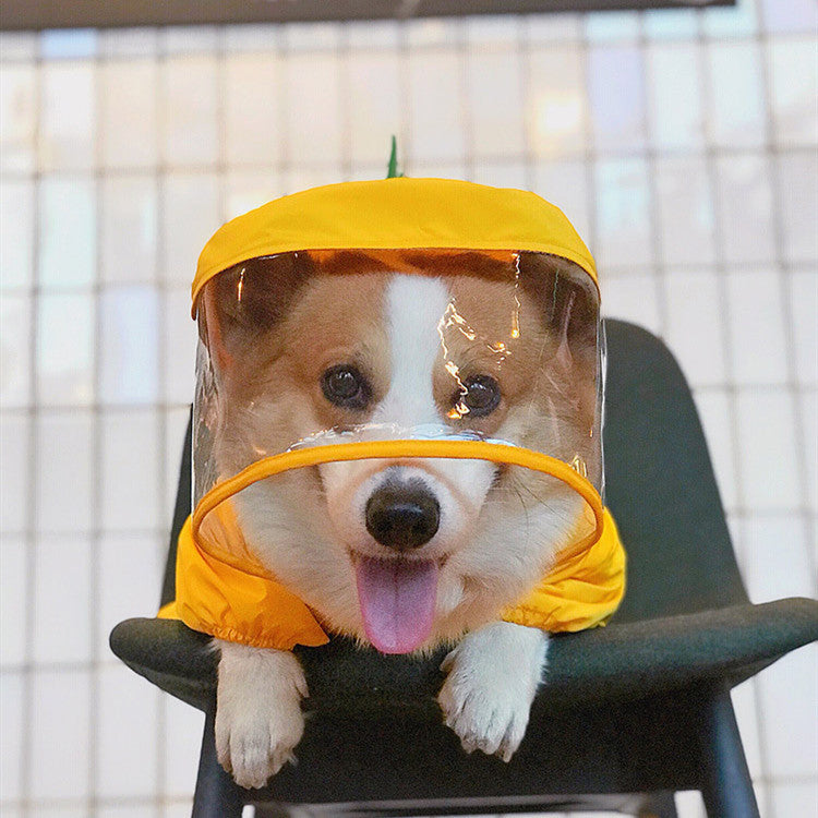 Cute  Pet Dinosaur Raincoat 🐾