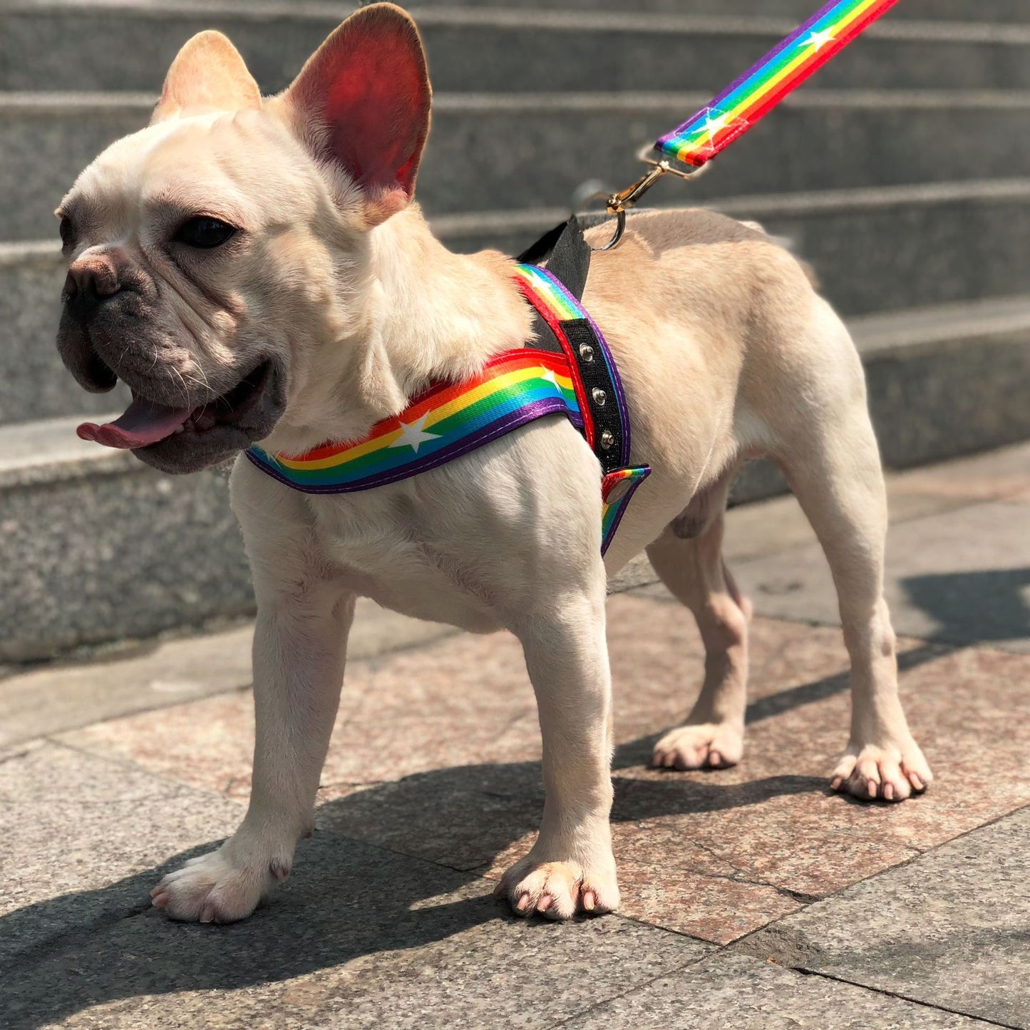 Rainbow dog leash and harness