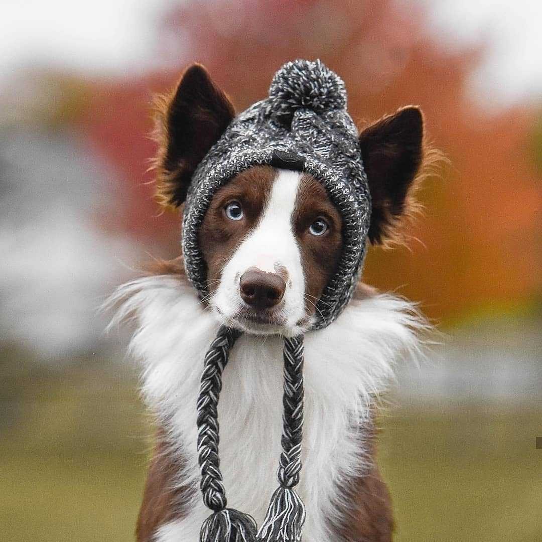 Pom Pom Winter Dog Toque