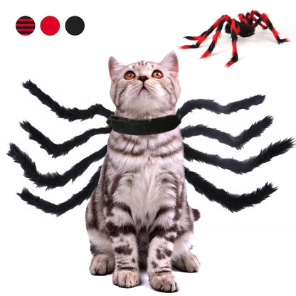 Pet Halloween Spider 🕷