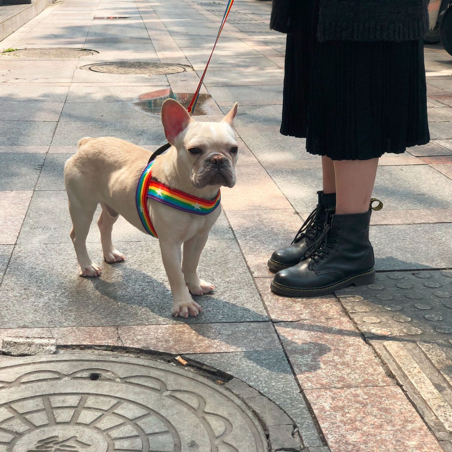 Rainbow dog leash and harness
