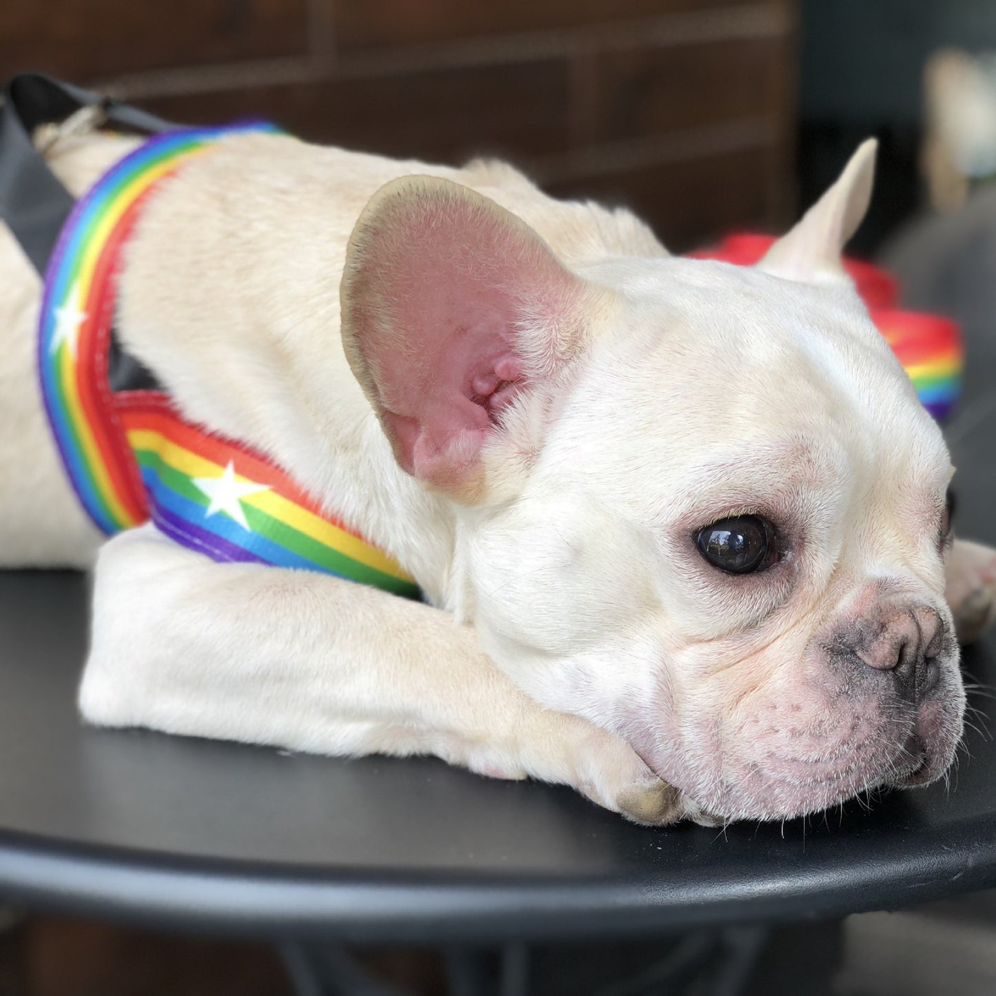 Rainbow dog leash and harness