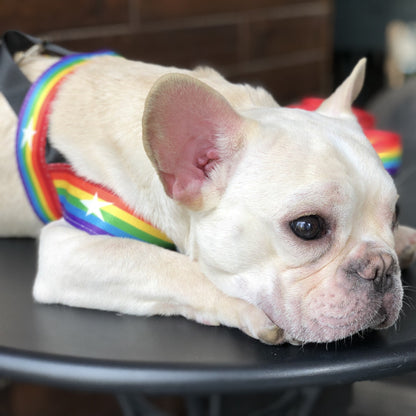 Rainbow dog leash and harness