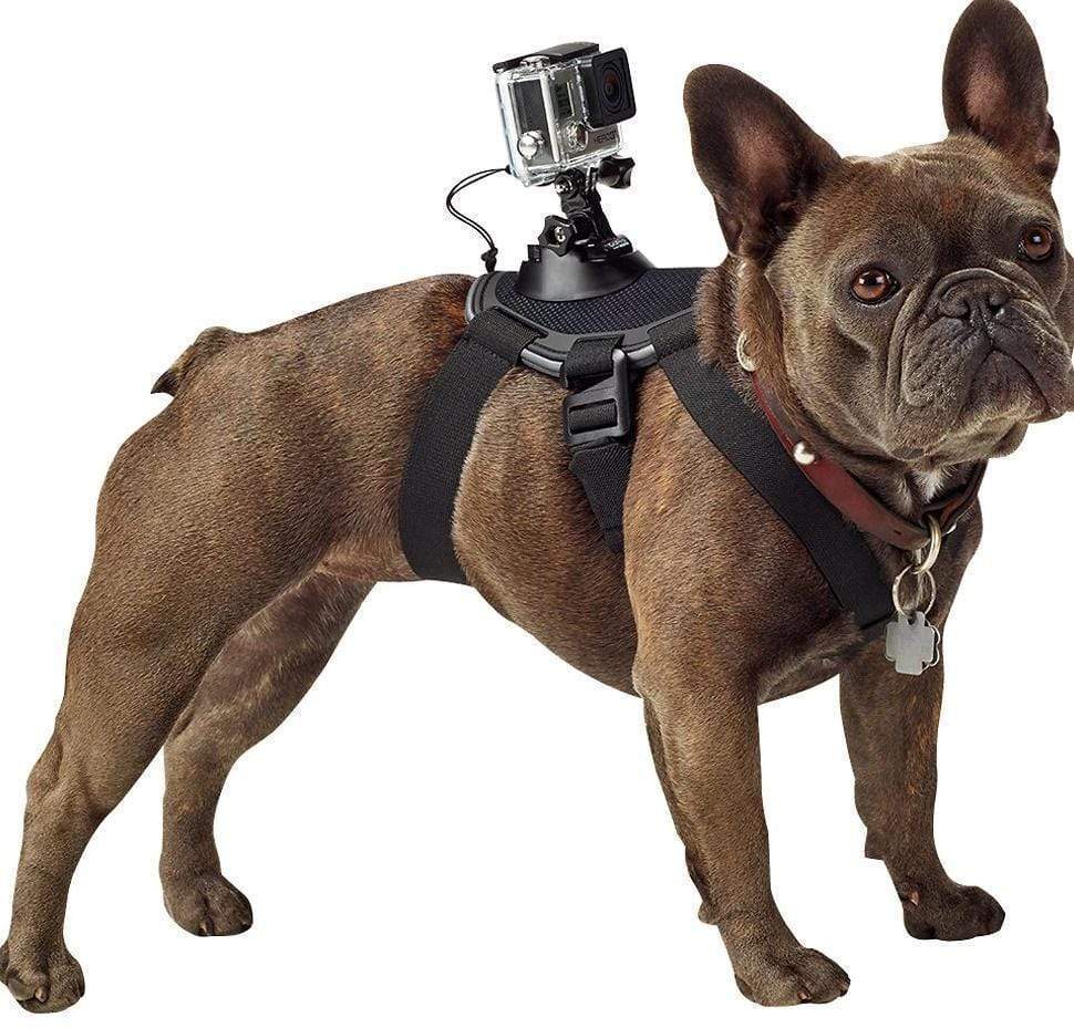 GoPro Harness