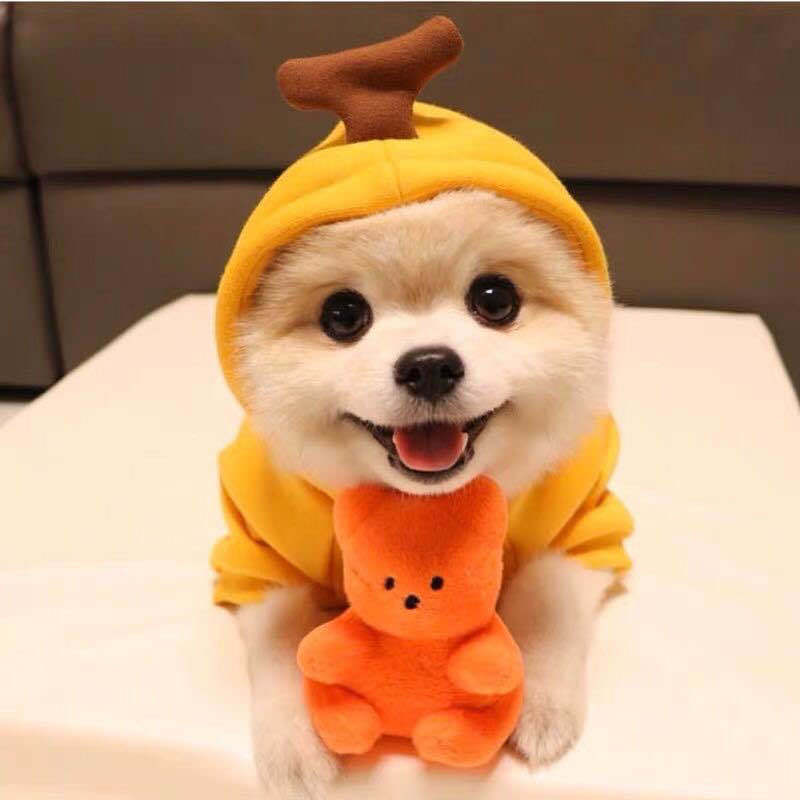 Cute Pet Hoodies & Costumes