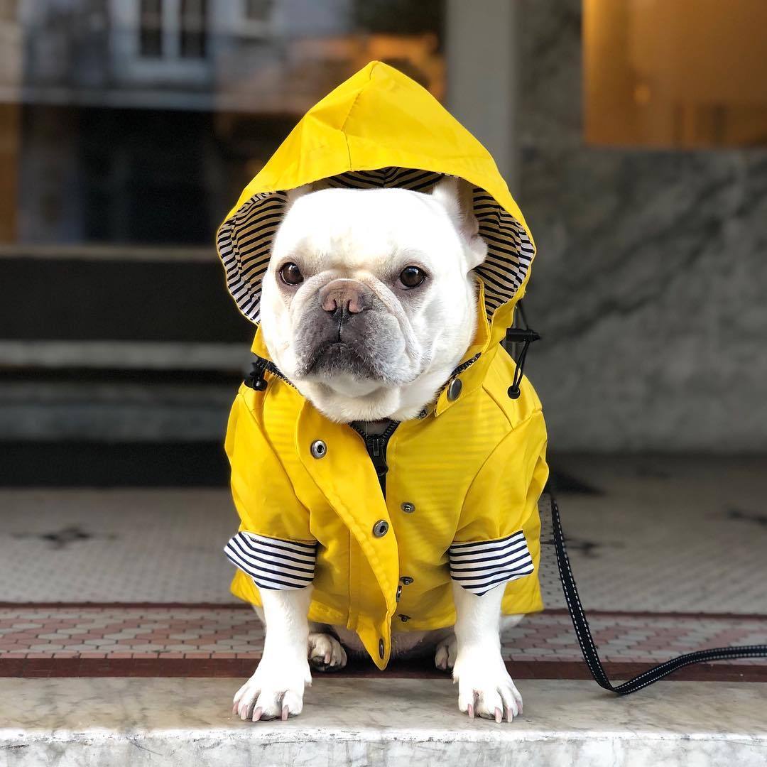 Fisherman Fred Dog RainCoat