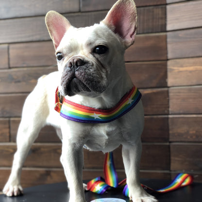 Rainbow dog leash and harness