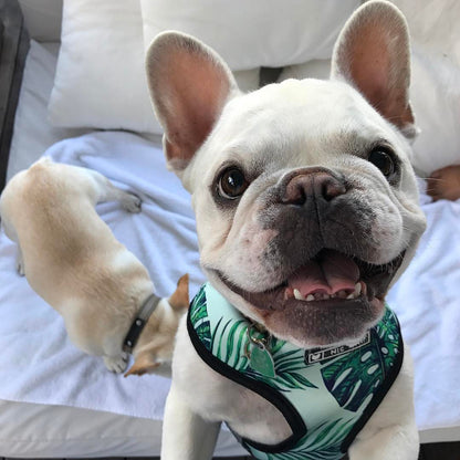 Vacation Blue Harness Set