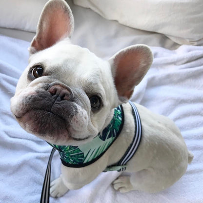 Vacation Blue Harness Set