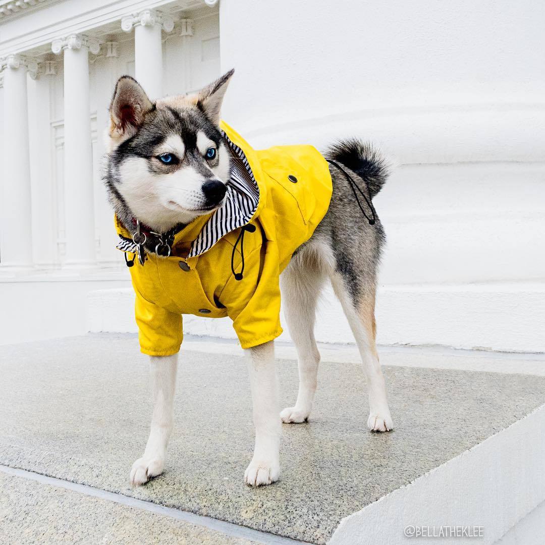 Fisherman Fred Dog RainCoat