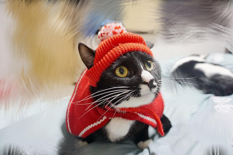 Red Festive Cat Beanie
